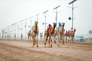 "نوّاره" الأسرع في سباقات مفاريد اليوم الثالث في مهرجان ولي العهد للهجن بالطائف