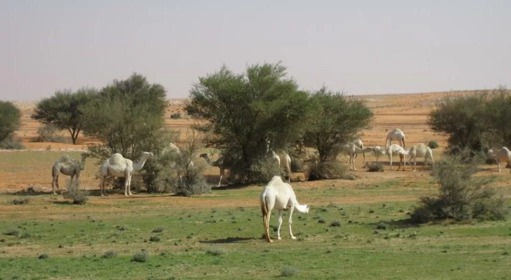 " الغطاء النباتي": فتح بعض المتنزهات الوطنية للرعي لا يشمل المحميات