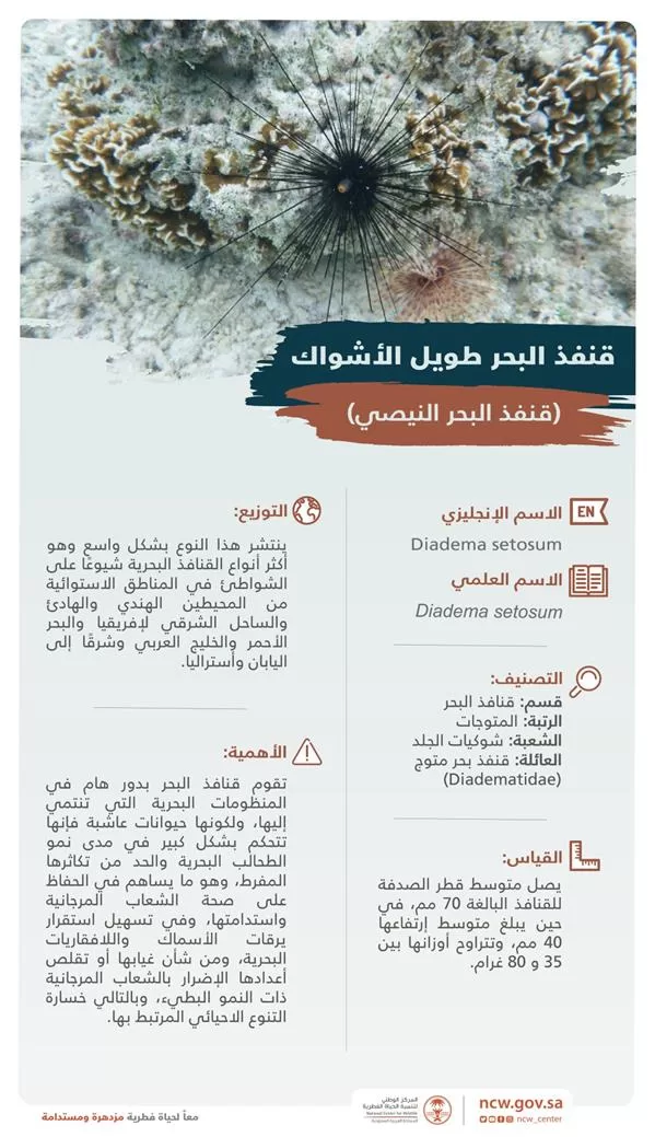 مركز "الحياة الفطرية" يبين أهمية "القنفذ طويل الأشواك" للبيئة البحرية