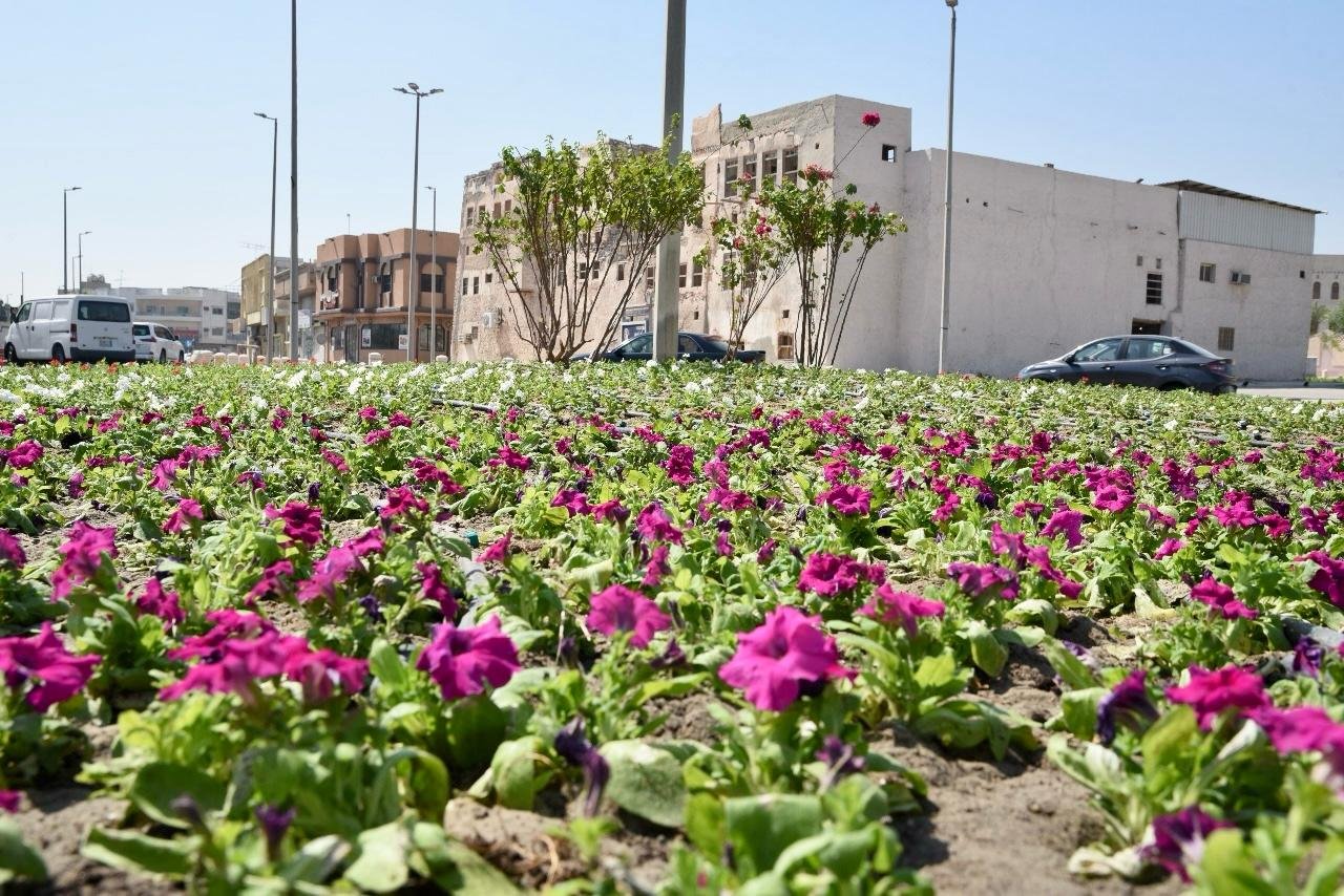 أمانة الشرقية تبدأ بزراعة أكثر من ٧٠ ألف زهرة شتوية في مختلف الطرق والميادين والحدائق في القطيف