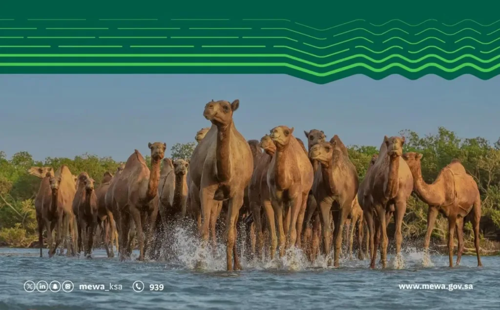 "البيئة": 4 أيام تفصل أصحاب الإبل غير المرقّمة عن تطبيق العقوبات