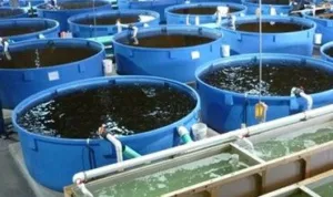 "الفقيه": قطاع الاستزراع السمكي يلعب دورًا مهمًّا في تحقيق الأمن الغذائي الوطني