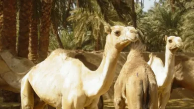 «الإرشاد الزراعي» تحذر مربي الإبل من الأعلاف الملوثة