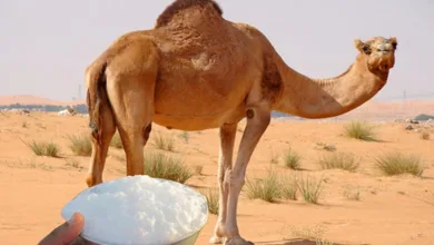 "الغذاء والدواء تحذّر من شرب حليب الإبل الخام غير المبستر"