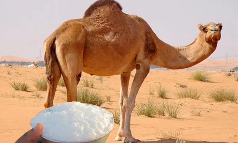 "الغذاء والدواء تحذّر من شرب حليب الإبل الخام غير المبستر"