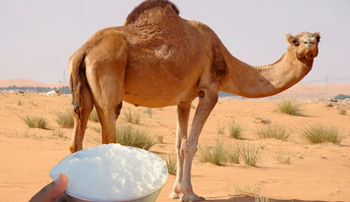 "الغذاء والدواء تحذّر من شرب حليب الإبل الخام غير المبستر"