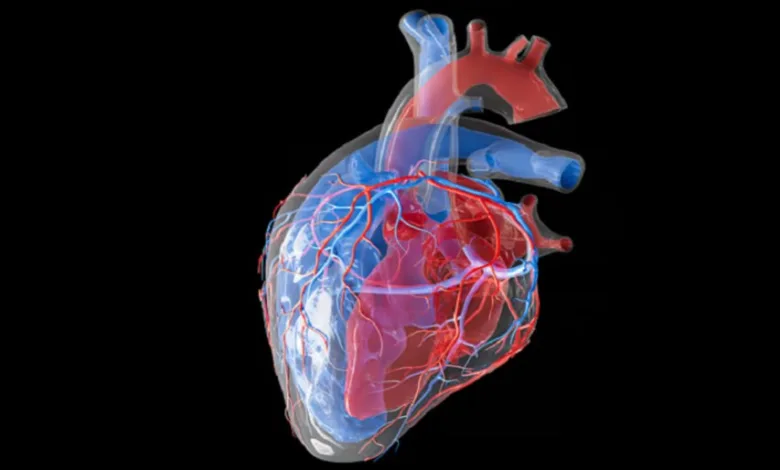 دراسة تُغيِّر مفاهيم العلماء.. باحثون بالسويد: القلب يملك "دماغًا صغيرًا" خاصًّا به