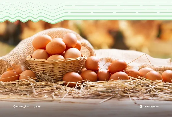 "البيئة": إنتاج المملكة من بيض المائدة يتجاوز "8" مليارات بيضة خلال 2024م