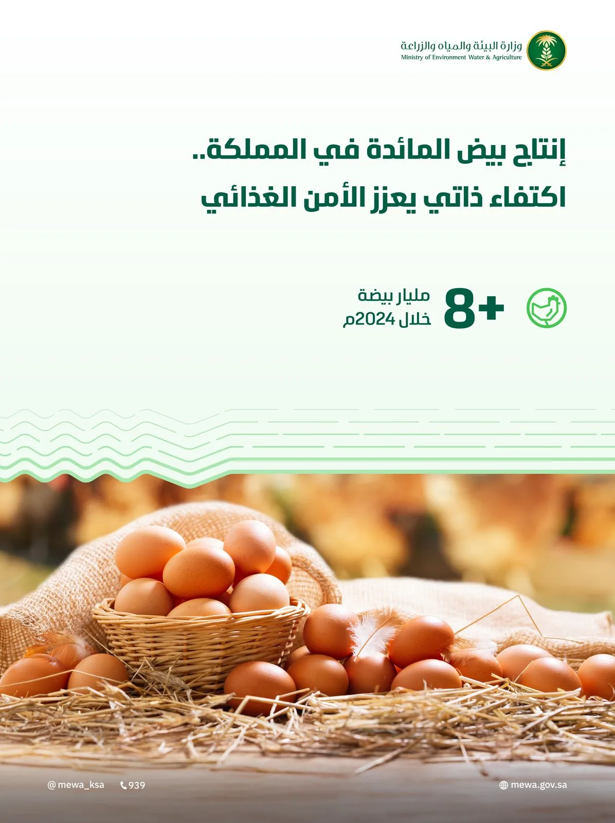 "البيئة": إنتاج المملكة من بيض المائدة يتجاوز "8" مليارات بيضة خلال 2024م