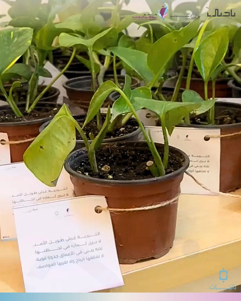 جمعية التنمية الأهلية بأبها تختتم مشروع “بانيات” لتمكين المربيات - صحيفة البوابة الالكترونية جمعية التنمية الأهلية بأبها تختتم مشروع “بانيات” لتمكين المربيات