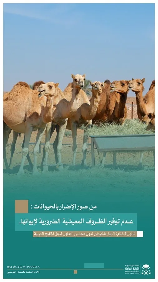 النيابة العامة: إهمال الحيوانات مخالفة صريحة وفق قانون الرفق بالحيوان الخليجي