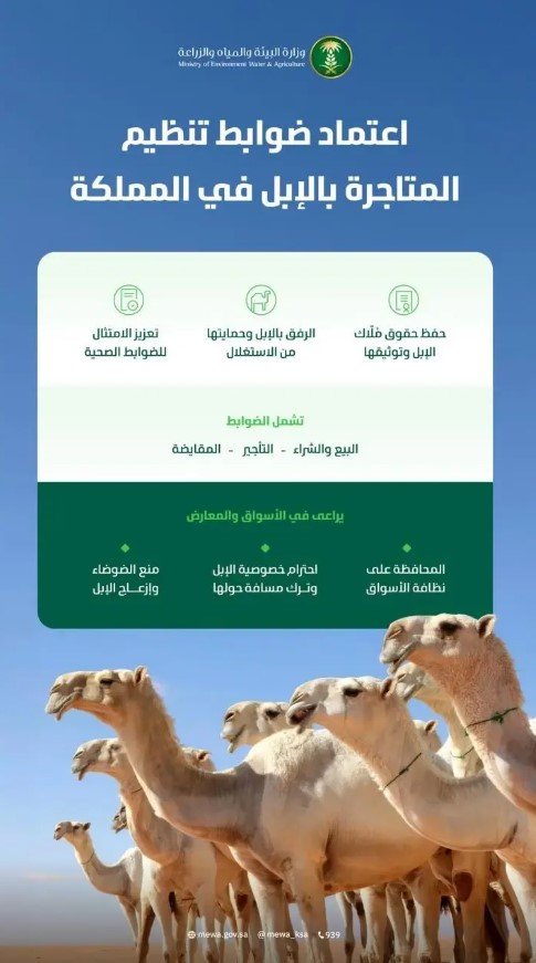 وزارة البيئة تعتمد ضوابط تنظيم المتاجرة بالإبل وتعزز حماية الملاك والرفق بها - صحيفة البوابة الالكترونية وزارة البيئة تعتمد ضوابط تنظيم المتاجرة بالإبل وتعزز حماية الملاك والرفق بها